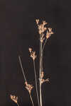 Capillary hairsedge